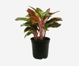 Advi Decorative Zamioculcas Zamiifolia Plant