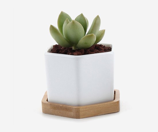 Advi Decorative Zamioculcas Zamiifolia Plant