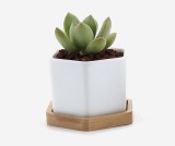 Advi Decorative Zamioculcas Zamiifolia Plant
