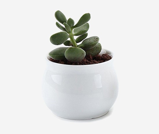 Advi Decorative Zamioculcas Zamiifolia Plant