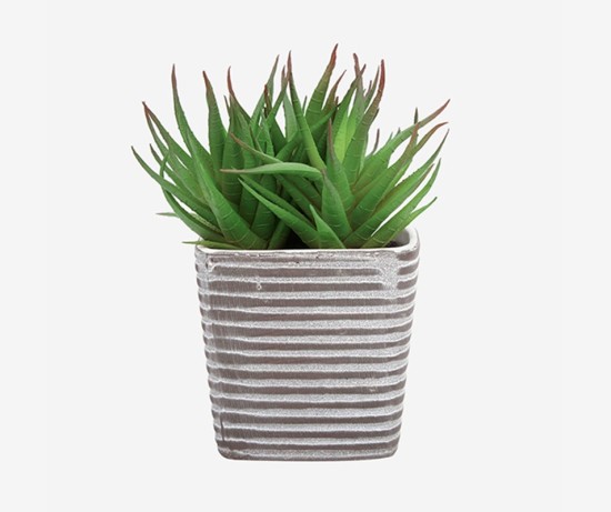 Healthy Vibe Green Zamia Zamioculas Outdoor Plant