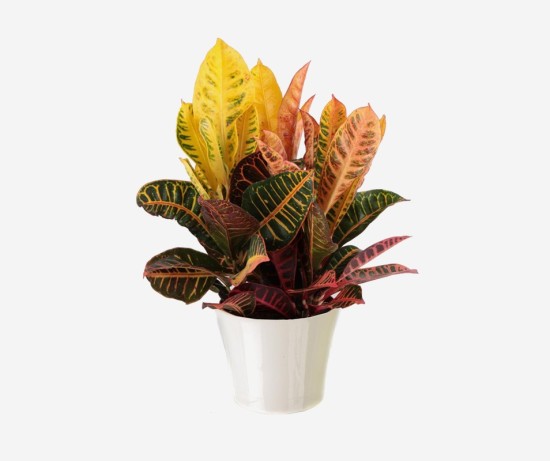 Little Krimson Aspidistra Indoor Plant
