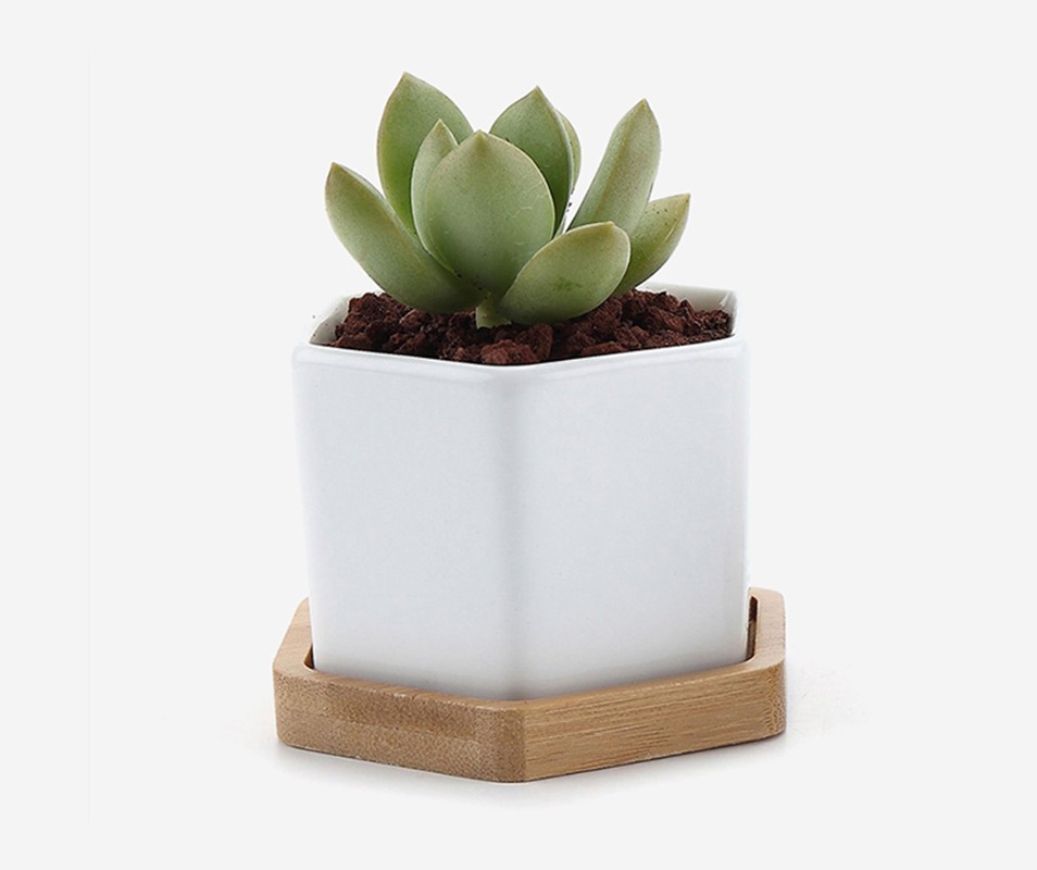 Euphorbia Natural Cactus Potted Plant