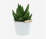 Euphorbia Natural Cactus Potted Plant
