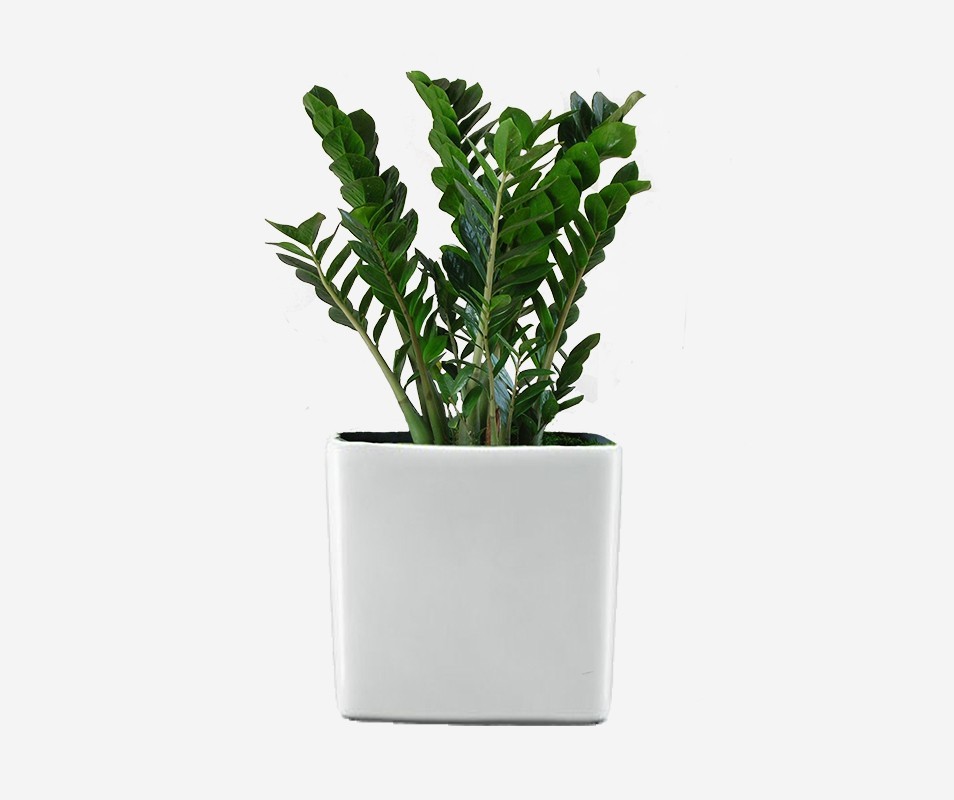 Euphorbia Natural Cactus Potted Plant