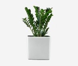 Euphorbia Natural Cactus Potted Plant