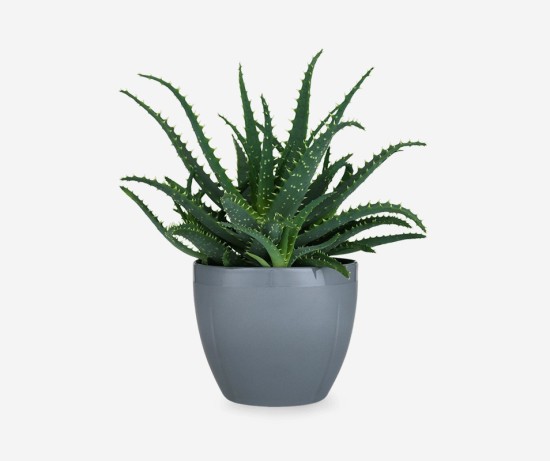 Dracaena Trifasciata Big Ornamental Plant