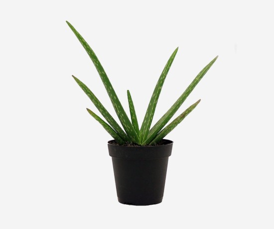 Dracaena Trifasciata Big Ornamental Plant