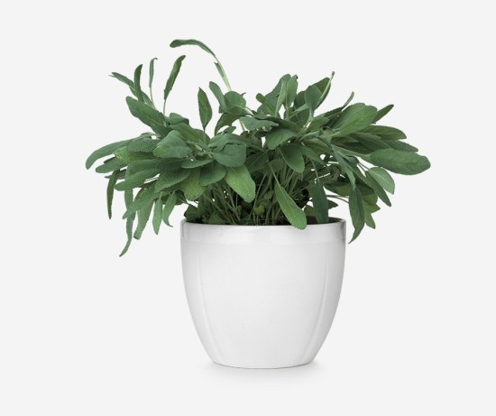 Dracaena Trifasciata Big Ornamental Plant