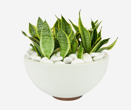 Simple Natural Aglaonema Outdoor Plant