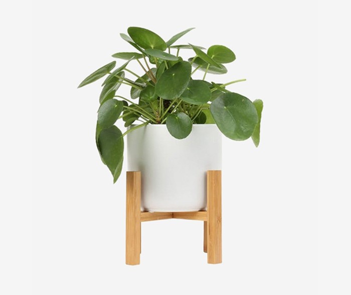 Peace Fresh Self Watering lily Live Plant