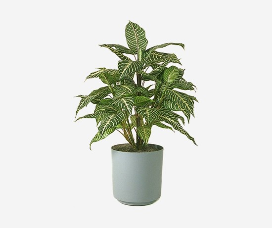Peace Fresh Self Watering lily Live Plant