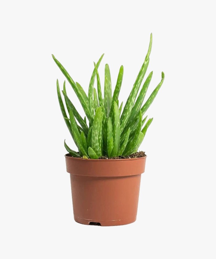 Bee Green Aloe Squarrosa Vera Clumb Plants