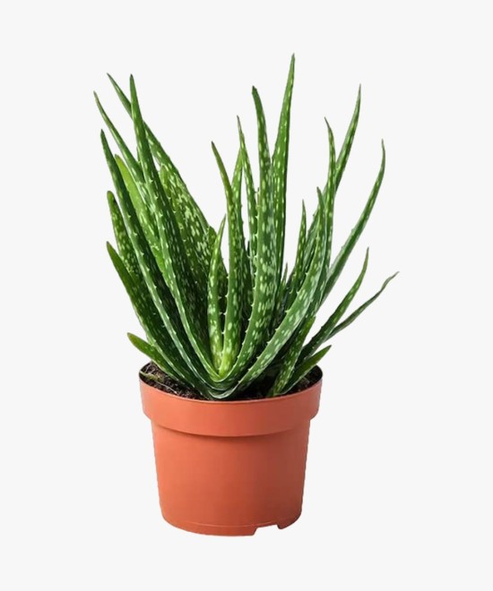 Bee Green Aloe Squarrosa Vera Clumb Plants