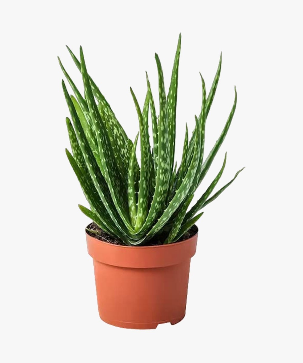 Bee Green Aloe Squarrosa Vera Clumb Plants