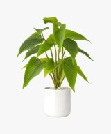Calathea Zebrina Gloria Flower Plant