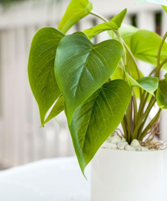 Calathea Zebrina Gloria Flower Plant