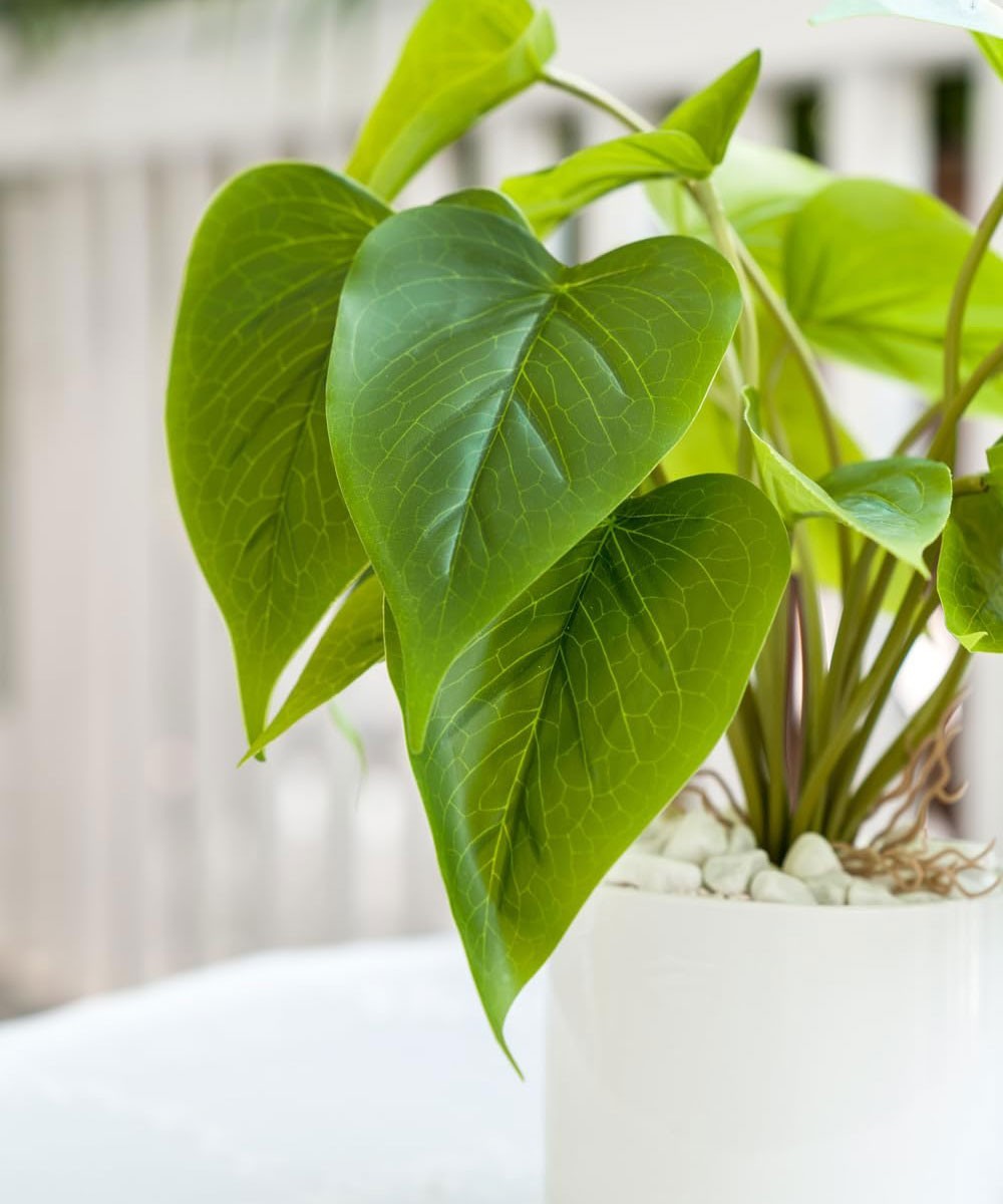 Calathea Zebrina Gloria Flower Plant