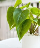 Calathea Zebrina Gloria Flower Plant