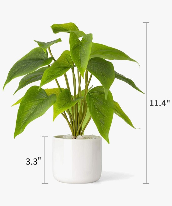 Calathea Zebrina Gloria Flower Plant