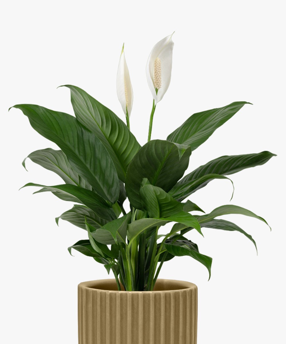 Large Ceramic Caladium Potted Plant