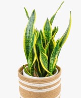 Exotic Rare Plants Small Jute Modern Plant