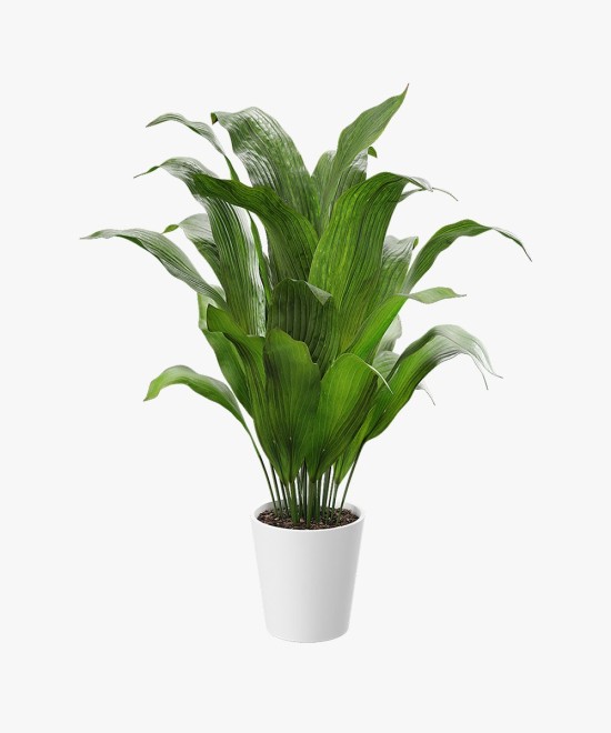 Little Krimson Aspidistra Indoor Plant