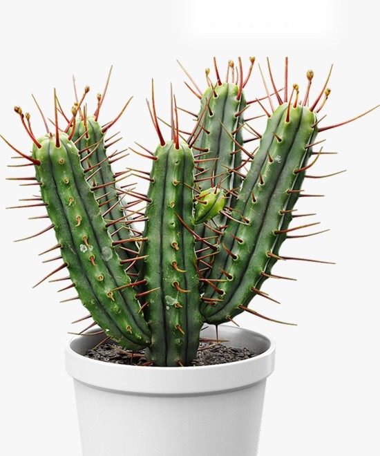 Euphorbia Natural Cactus Potted Plant