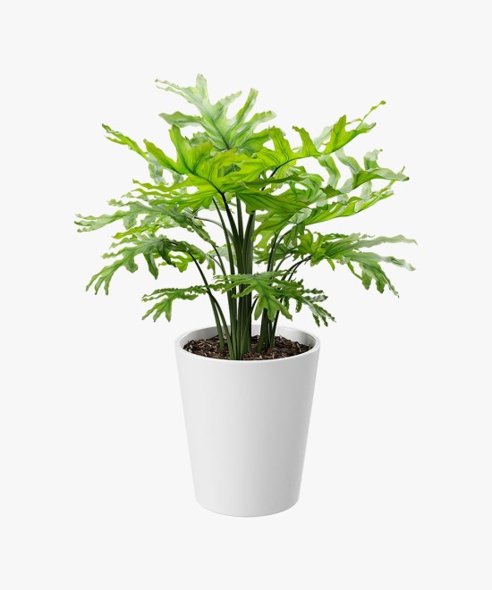 Royal Land Tree Philodendron Plant & Self watering Pot