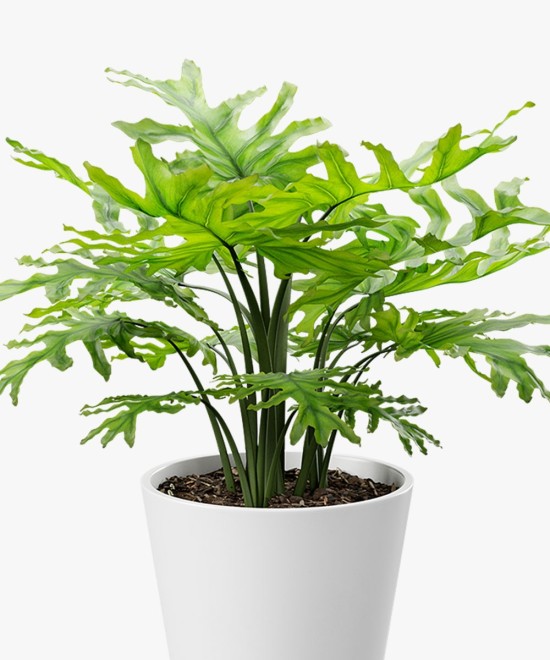 Royal Land Tree Philodendron Plant & Self watering Pot