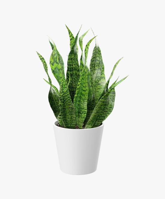 Dracaena Trifasciata Big Ornamental Plant