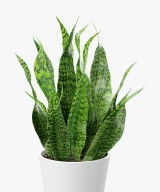 Dracaena Trifasciata Big Ornamental Plant