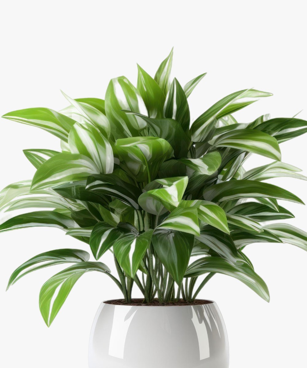 Simple Natural Aglaonema Outdoor Plant