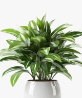 Simple Natural Aglaonema Outdoor Plant