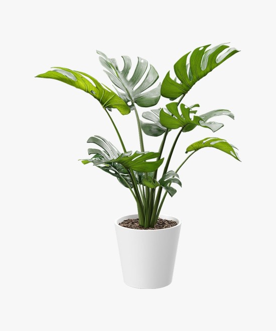 Tied Artificial Swiss Cheese Potted Plant with Plastic Pot
