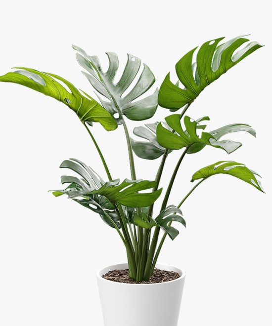 Tied Artificial Swiss Cheese Potted Plant with Plastic Pot