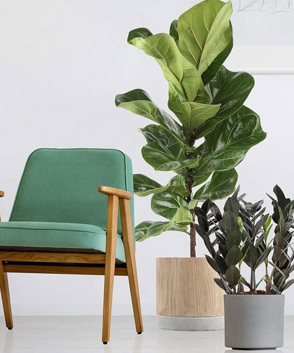 Advi Decorative Zamioculcas Zamiifolia Plant