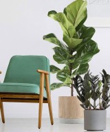 Advi Decorative Zamioculcas Zamiifolia Plant