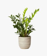 Natural, Fresh Caladium Potted Plant | Gifting Plants