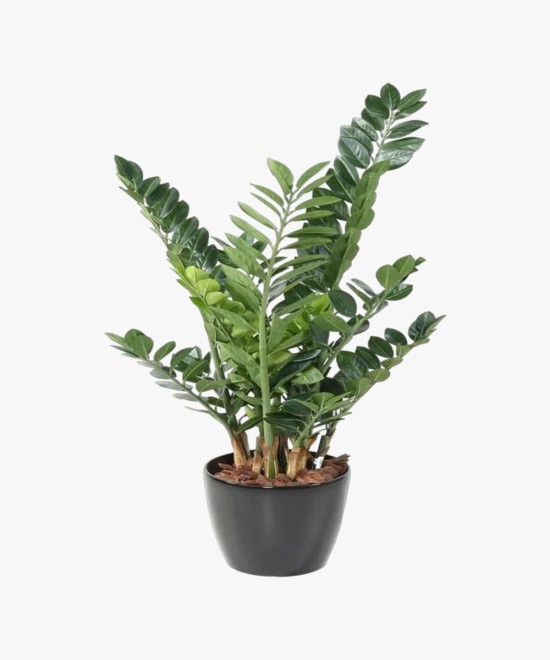 Healthy Vibe Green Zamia Zamioculas Outdoor Plant