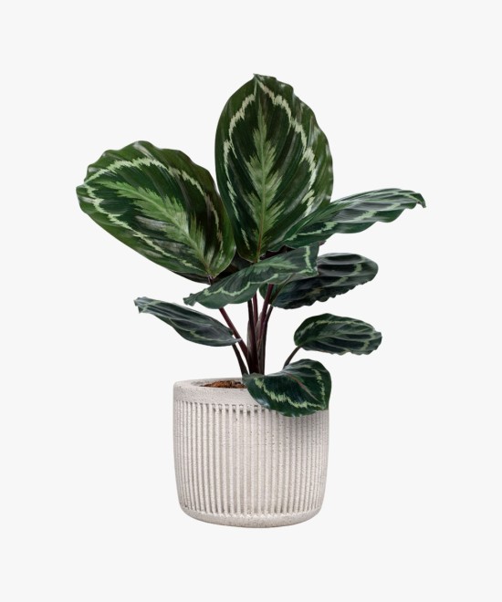 Simple Natural Aglaonema Outdoor Plant