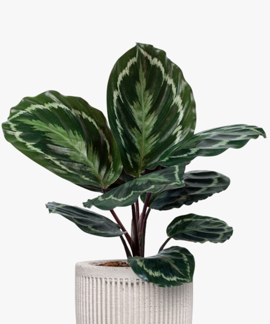 Simple Natural Aglaonema Outdoor Plant