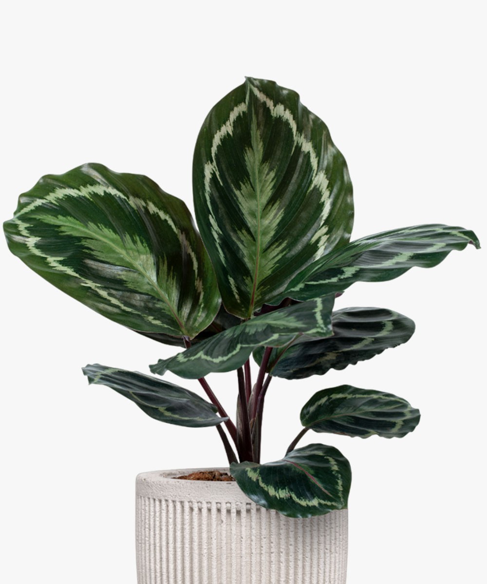 Simple Natural Aglaonema Outdoor Plant