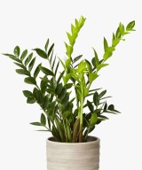 Simple Natural Aglaonema Outdoor Plant